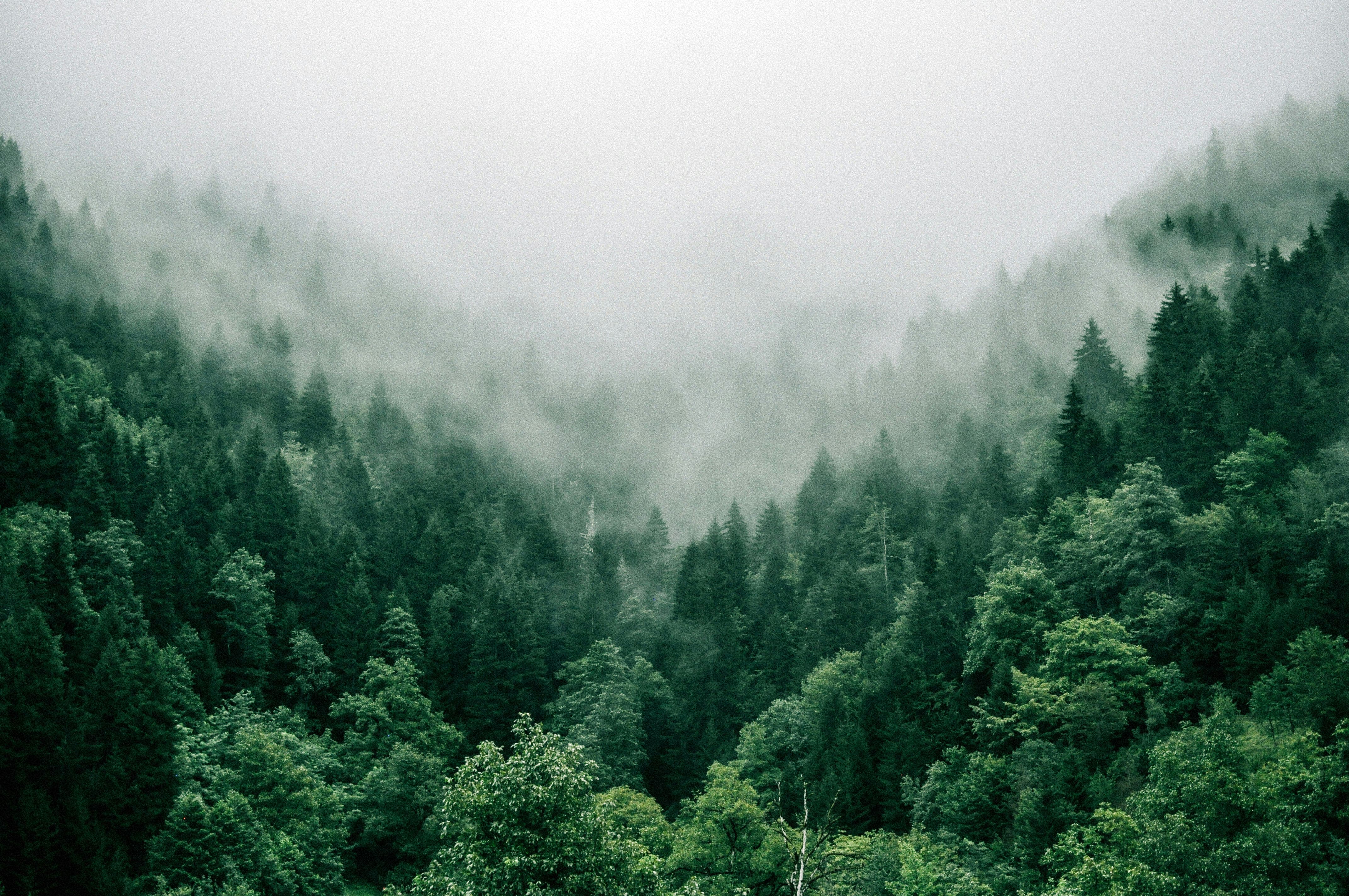Misty forest landscape